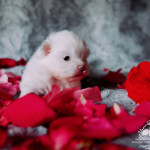 Impeccably Pure Snow White Pomeranian Baby Girl Snowdrop