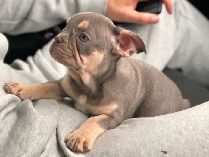 French bulldog puppies ready now 