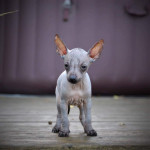 MINIATURE MEXICAN HAIRLESS AND COATED PUPPIES FOR 