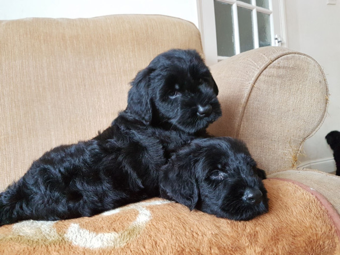 Giant Schnauzer puppies for sale