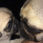 Gorgeous full pedigree pug puppies looking for forever home