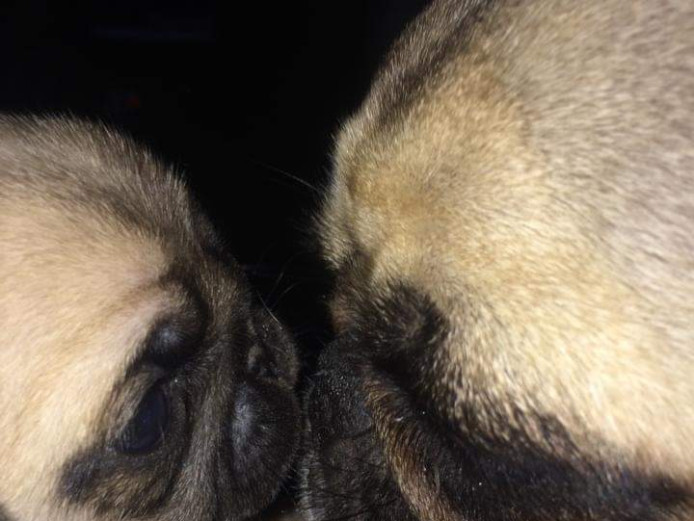 Gorgeous full pedigree pug puppies looking for forever home