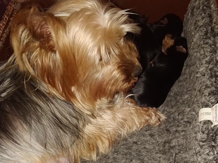 Top quality Yorkshire terrier pups