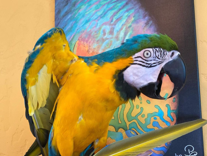 Male Blue And Good Macaw