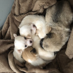 Beautiful Gorgeous Pomchi Puppies