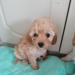 Beautiful Cavapoo Puppies For Sale