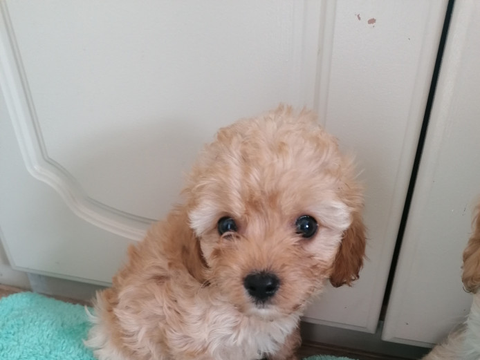 Beautiful Cavapoo Puppies For Sale