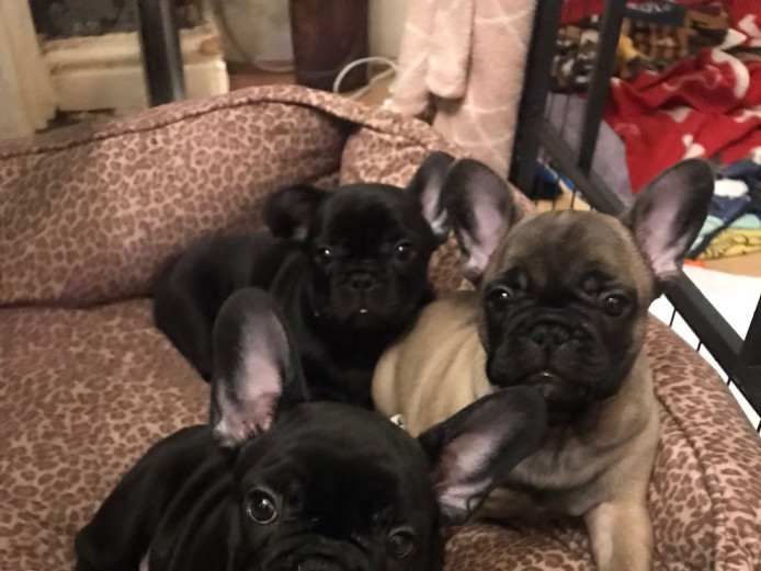 3 Stunning male French Bulldog Puppies 