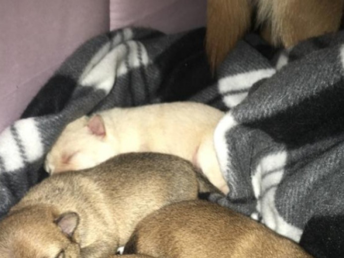 Chihuahua  puppies 