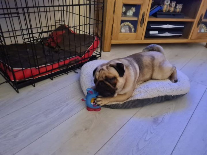 Forced to sell 5 Generation pedigree pug