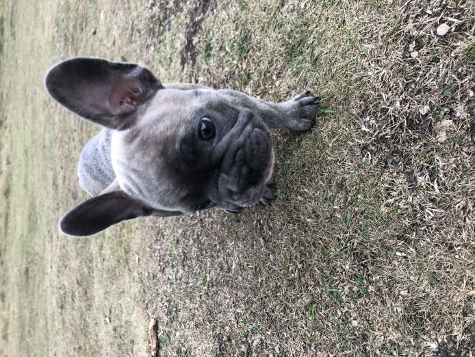 Blue brindle bitch 10 weeks old ready for her forever home