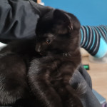 Male kitten looking for a new home