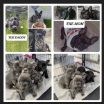 Frenchies for sale 