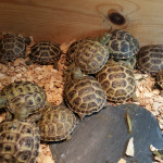 Baby horsefield tortoises 