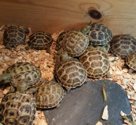 Baby horsefield tortoises 