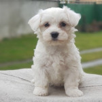 Good looking Maltese Puppies Available