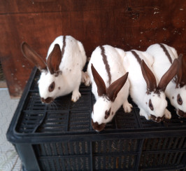 Fully vaccinated English spot rabbits