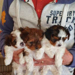 Beiwer puppies for sale 3
