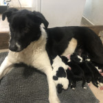 Cocker X Collie puppies for sale