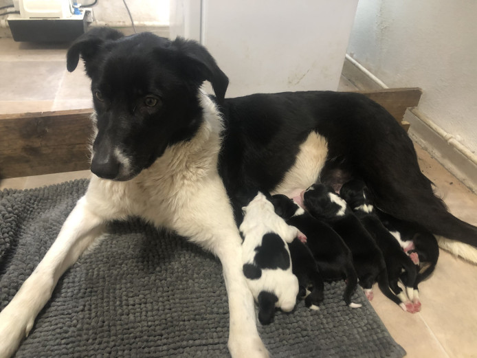 Cocker X Collie puppies for sale