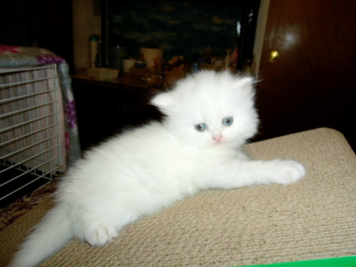 Beautifull Persian Kittens Looking For Home