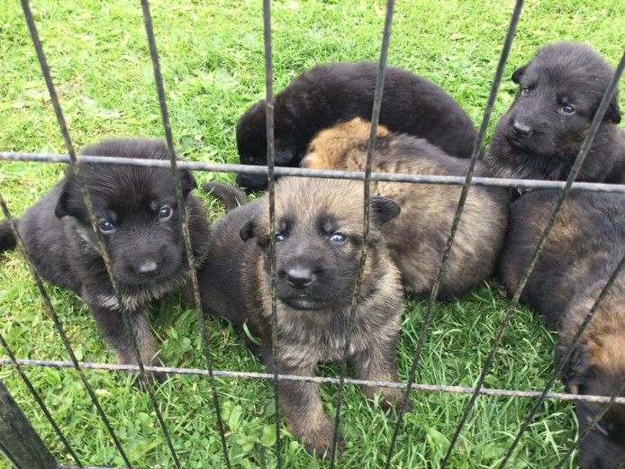 German shephard puppies for sale