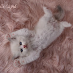 Unique, quality ragdoll kittens with full package available!