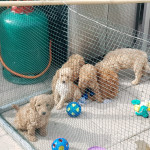 For sale 6 pedigree miniature poodle puppies father is KC registered mother is pure bred 