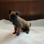 Belgian Malinois puppies for sale 