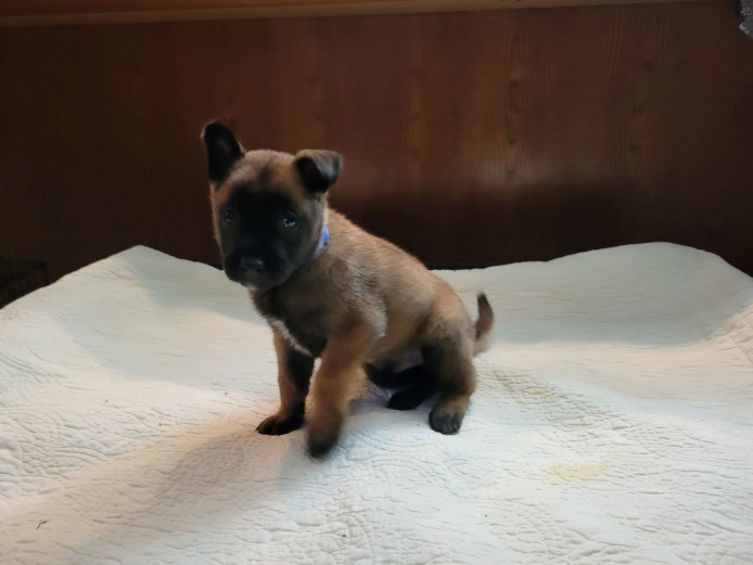 Belgian Malinois puppies for sale 