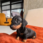 Adorable Dachshund Puppies