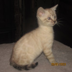 2 beautiful tica registered snow bengals ready now