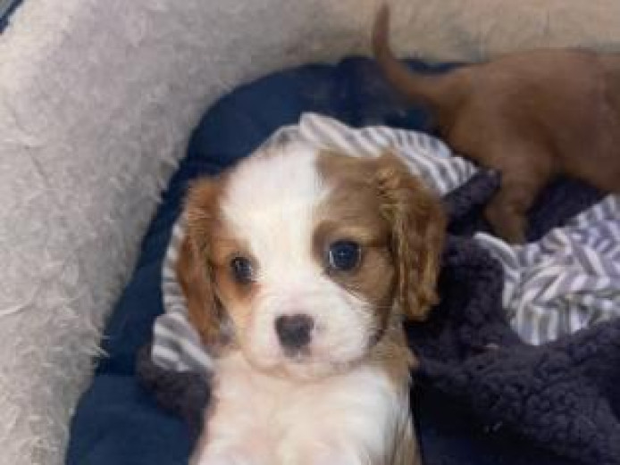Gorgeous Cavalier King Charles Spaniel puppies for sale