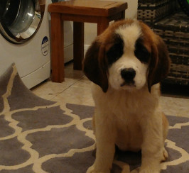 Pedigree saint bernard puppy for sale
