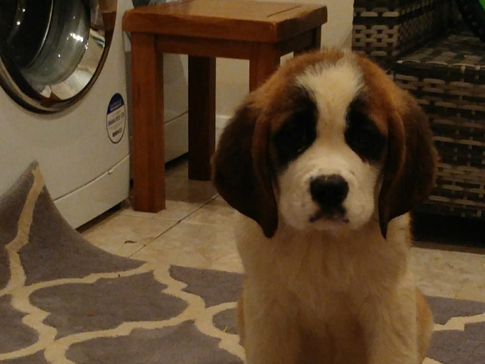 Pedigree saint bernard puppy for sale