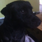 Male patterdale for sale 