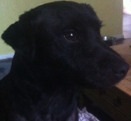 Pets  - Male patterdale for sale 