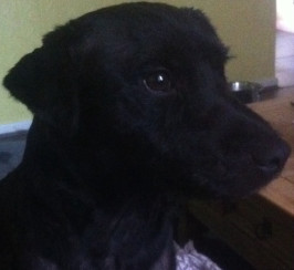 Male patterdale for sale 