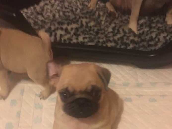 Beautiful pug puppies for sale
