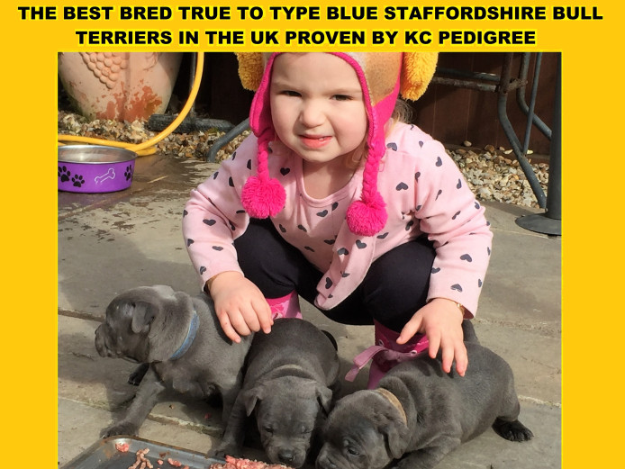 Best Bred Blue Staff Puppies Anywhere In The UK
