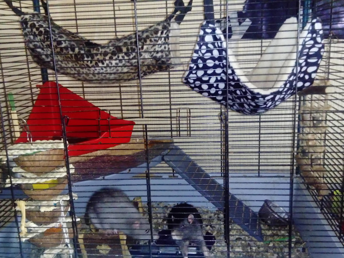 2 Male rats and cage