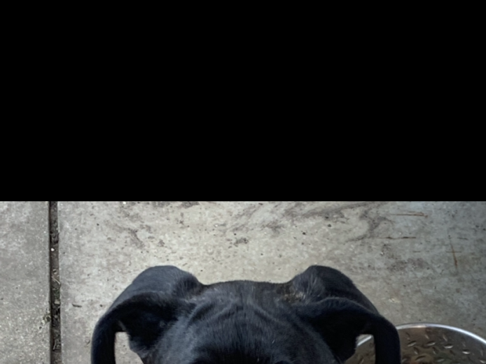 Beautiful 4 month old Neapolitan Mastiff Bull Boxer  girl pup