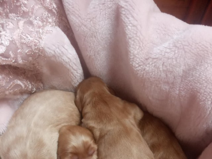 Cockapoo puppies 