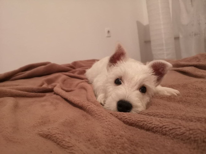 West Highland White Terrier Male Puppy for Sale