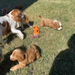 Cavapoo puppies for homes