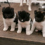 beautiful Akita puppies for sale