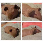 Skinny Pigs for sale