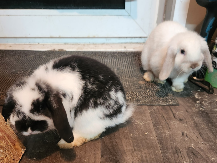 Two lovely baby rabbit for sale both girls 