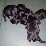 KC Regd Scottish Terrier Puppies For Sale 