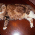 Pure mainecoon last female kitten for sale 